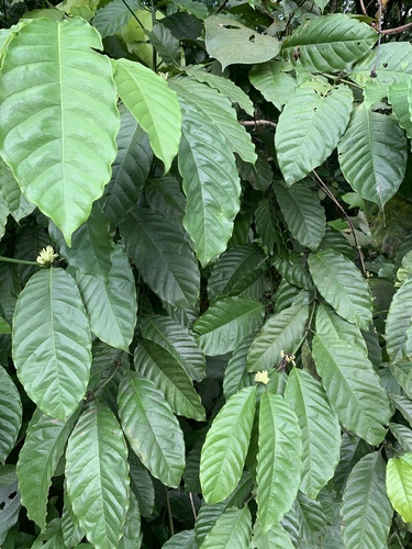 Coffea liberica (Coffee (Liberian)) — photo