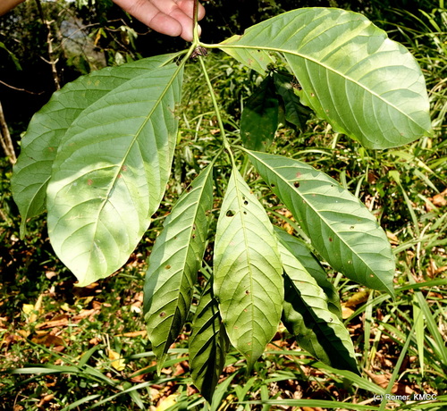 Coffea liberica var. dewevrei