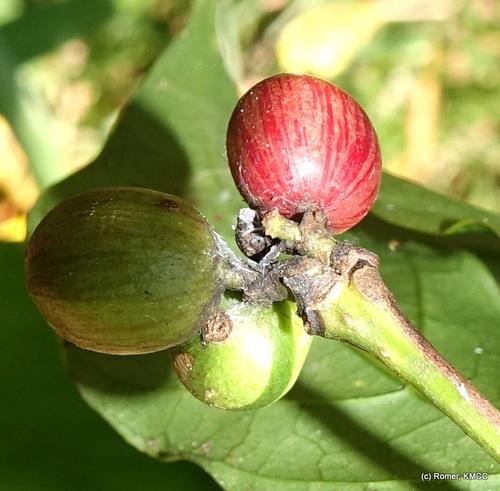 Coffea liberica var. dewevrei (Excelsa coffee) — photo