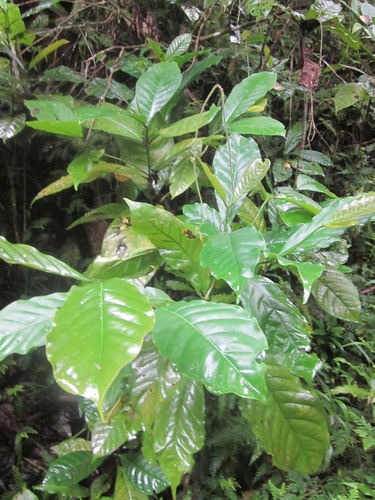 Coffea liberica var. dewevrei (Excelsa coffee) — photo