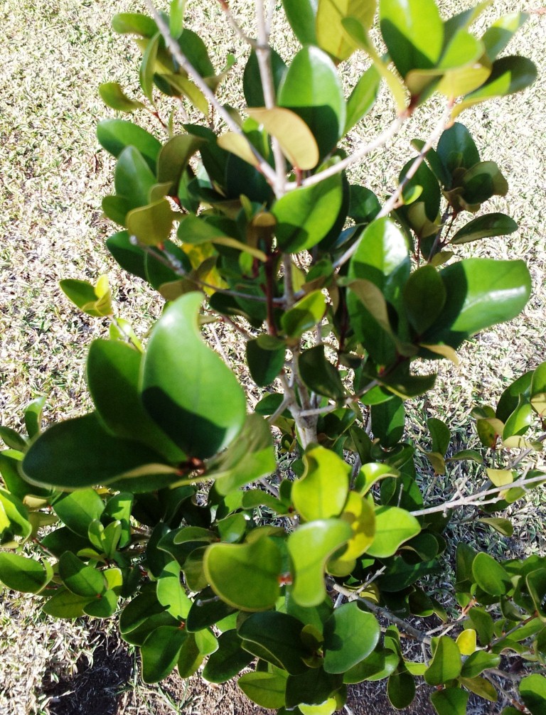 Coffea mauritiana (Maroon coffee) — photo