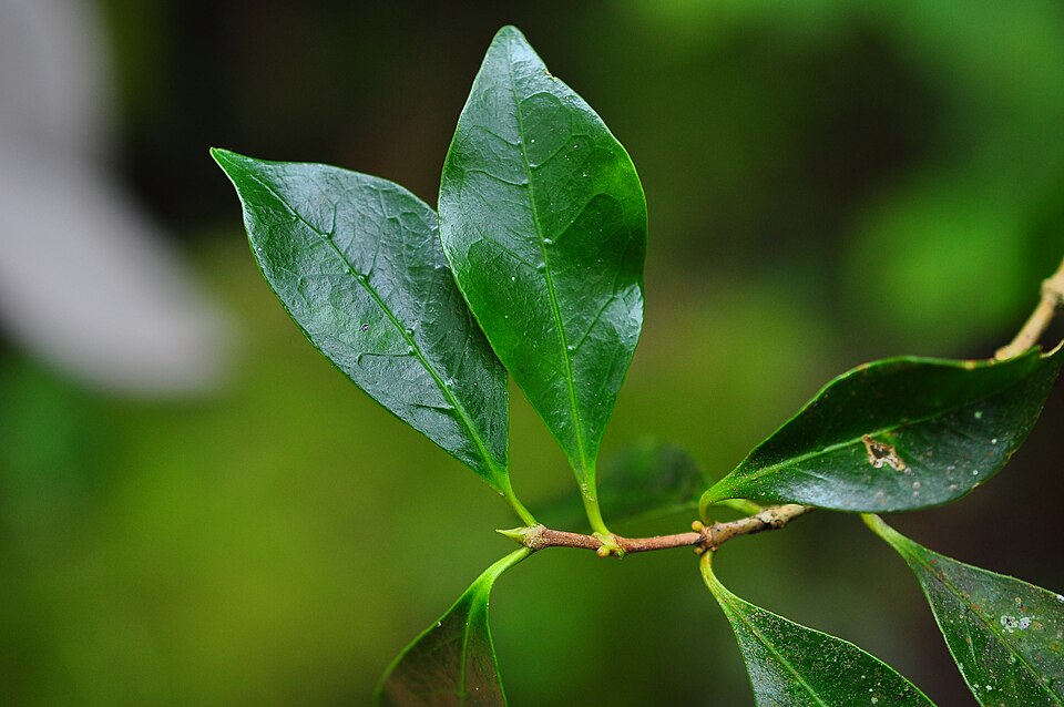 Coffea mauritiana (Maroon coffee) — photo