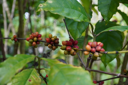 Coffea mauritiana