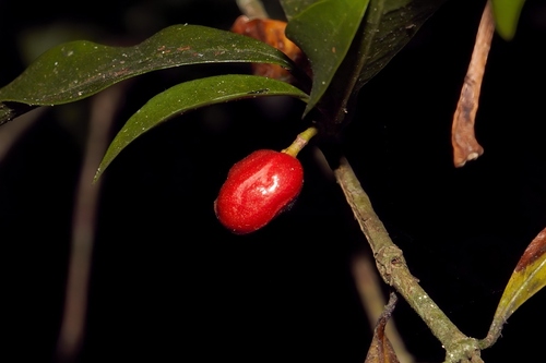 Coffea mufindiensis