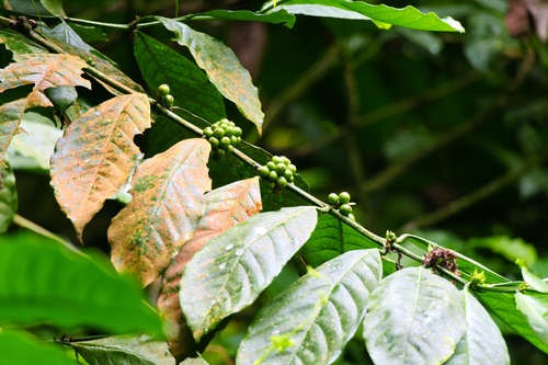Coffea myrtifolia — photo