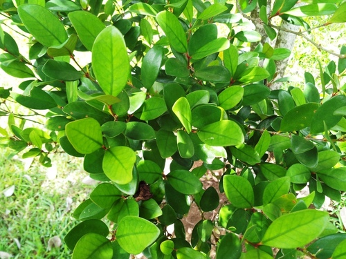 Coffea myrtifolia