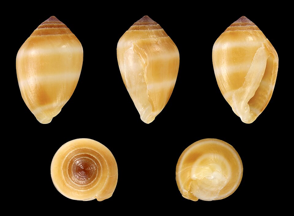 Coffea pseudozanguebariae — photo