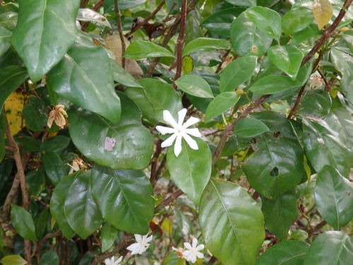 Coffea pseudozanguebariae