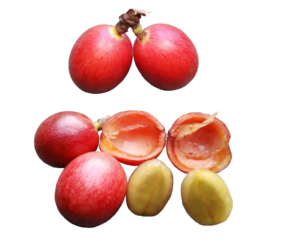 Coffea pseudozanguebariae — photo