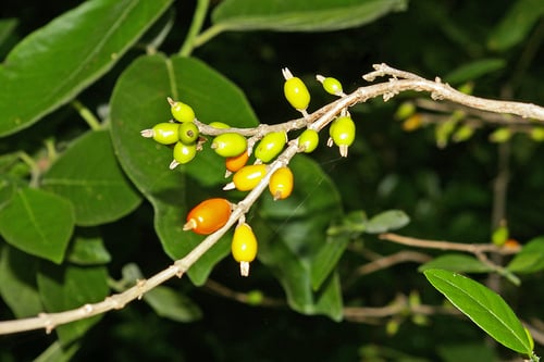Coffea racemosa (Mozambique coffee) — photo