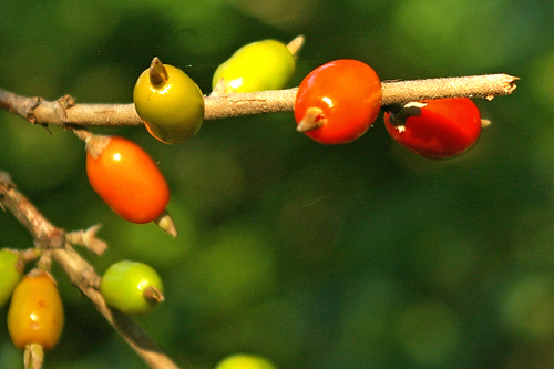 Coffea racemosa