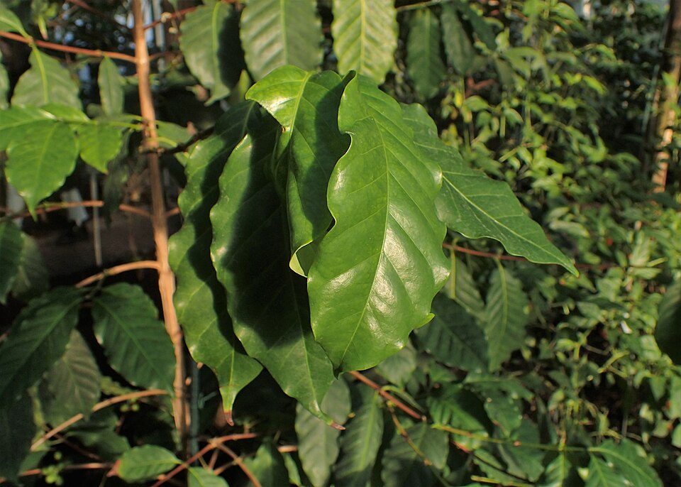 Coffea stenophylla (Highland coffee) — photo