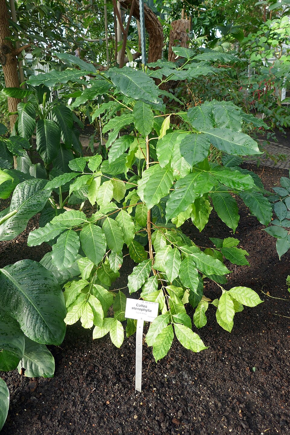Coffea stenophylla