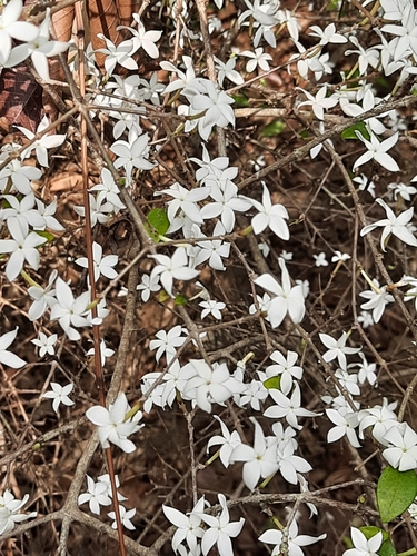 Coffea wightiana — photo
