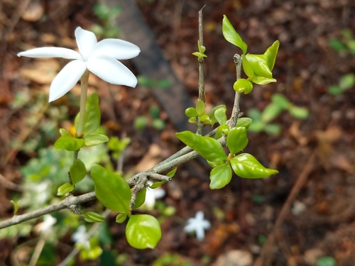 Coffea wightiana — photo