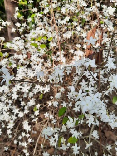 Coffea wightiana