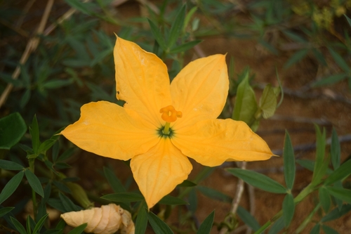 Cogniauxia podolaena — photo