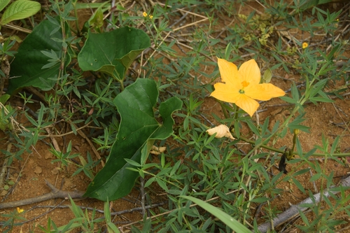 Cogniauxia podolaena — photo