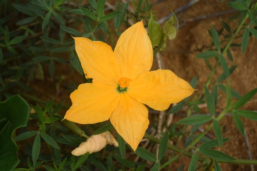 Cogniauxia podolaena