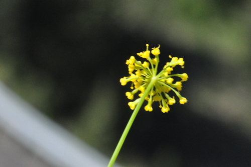 Cogswellia ambigua — photo