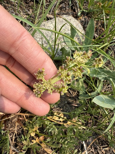 Cogswellia cous