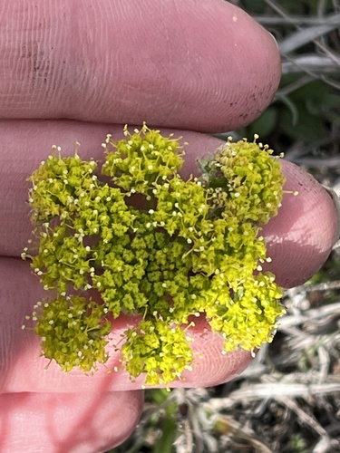 Cogswellia foeniculacea — photo