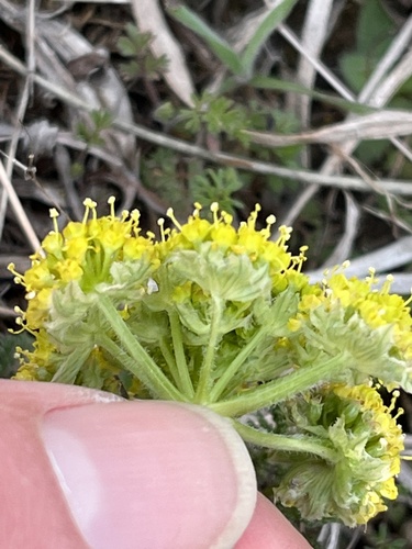 Cogswellia foeniculacea — photo