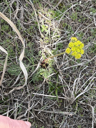 Cogswellia foeniculacea