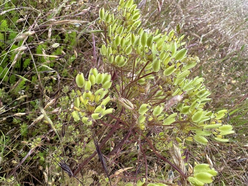 Cogswellia macrocarpa — photo