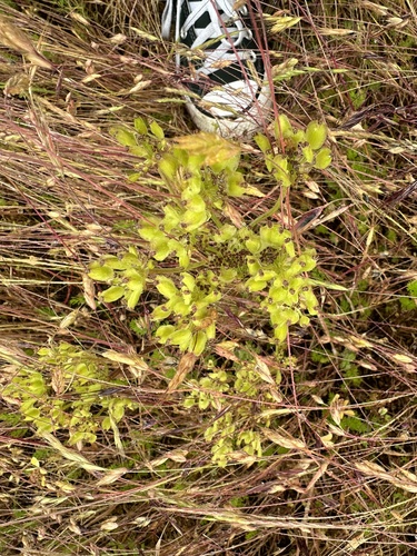 Cogswellia macrocarpa — photo