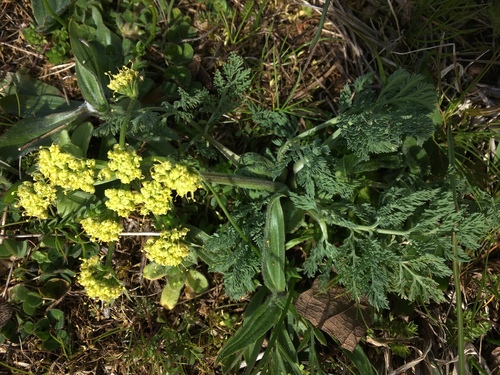 Cogswellia macrocarpa