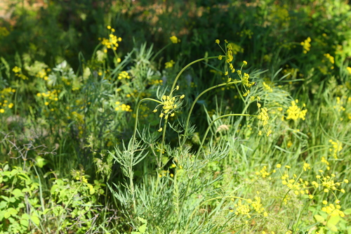 Cogswellia triternata — photo
