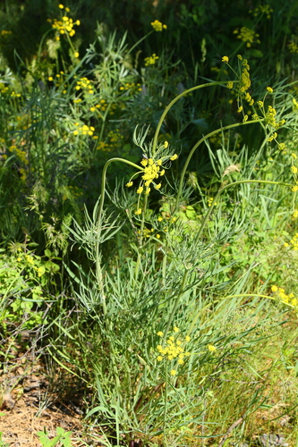 Cogswellia triternata — photo