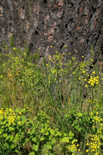 Cogswellia triternata