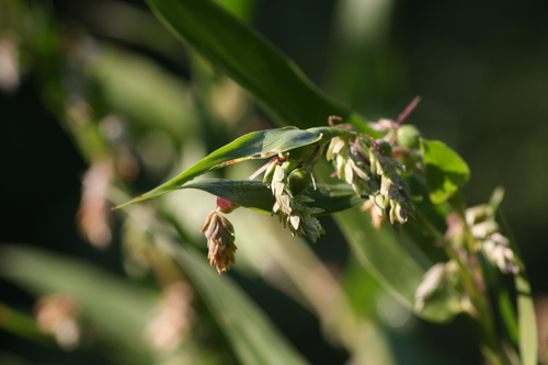 Coix lacryma-jobi (Job’s tears) — photo