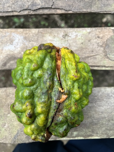Cola acuminata (Cola nut) — photo