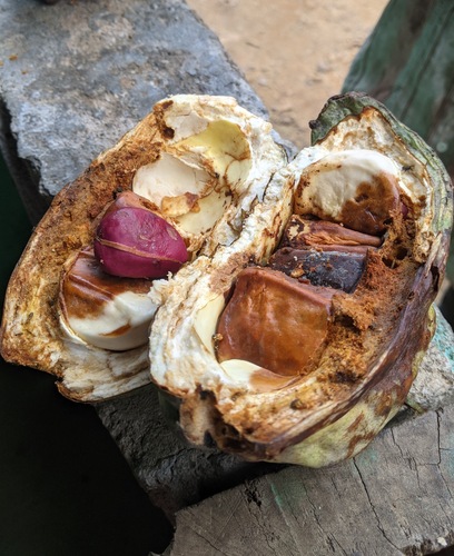 Cola acuminata (Cola nut) — photo