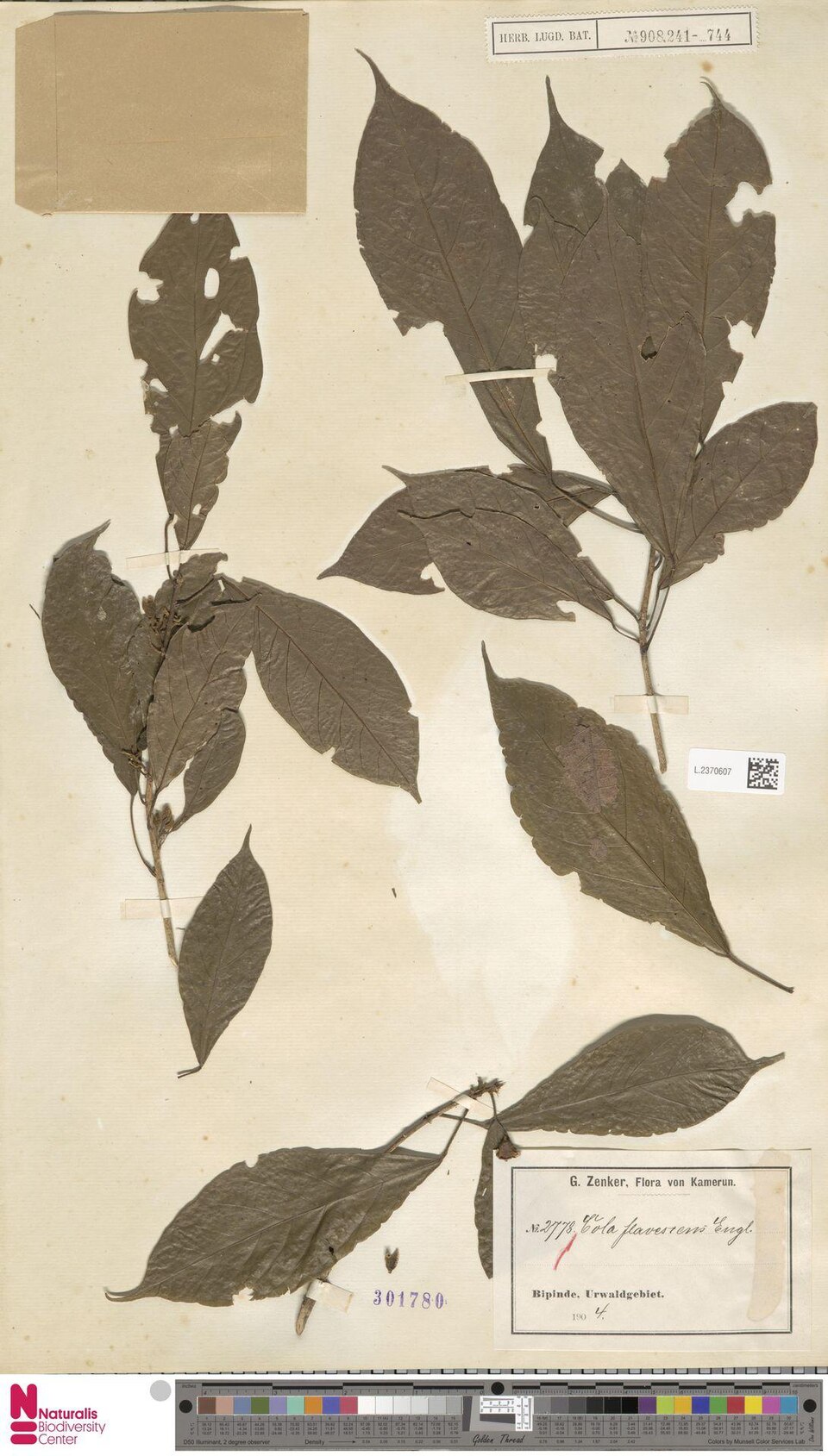 Cola brevipes