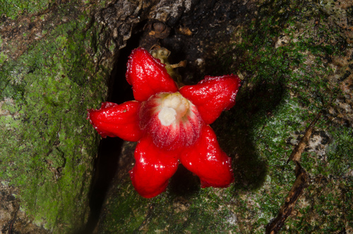 Cola buntingii (Bush kola) — photo