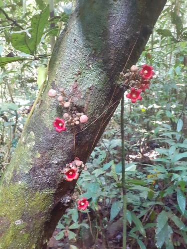 Cola buntingii (Bush kola) — photo