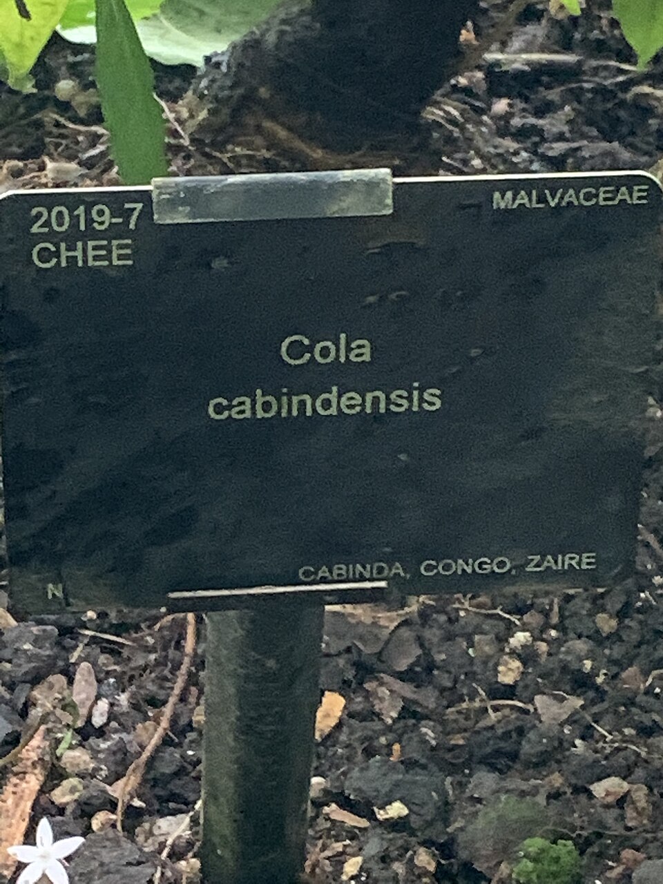 Cola cabindensis — photo