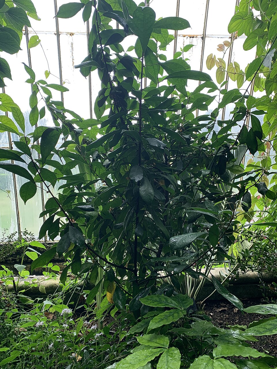 Cola cabindensis