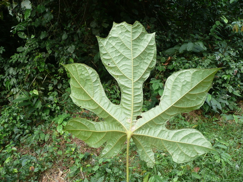 Cola caricifolia (Monkey Cola) — photo