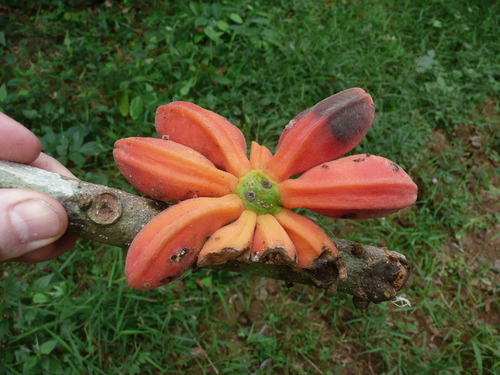 Cola caricifolia