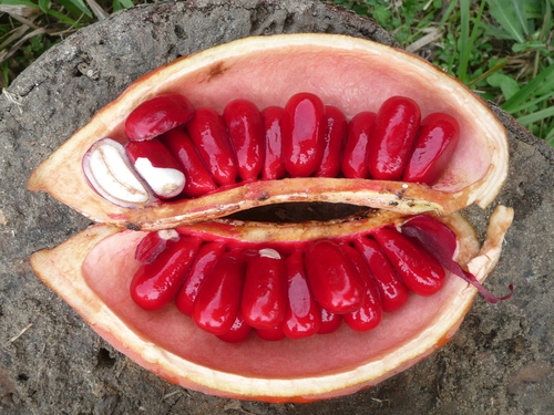 Cola chlamydantha — photo