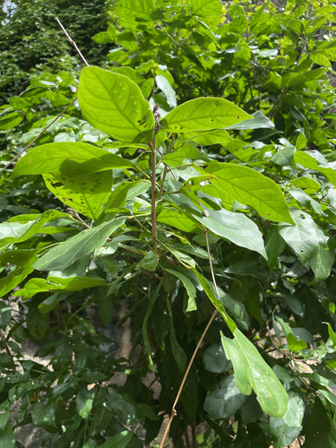 Cola clavata — photo
