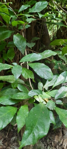Cola clavata