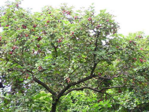Cola cordifolia (Mandingo kola) — photo