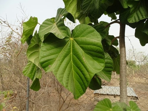 Cola cordifolia