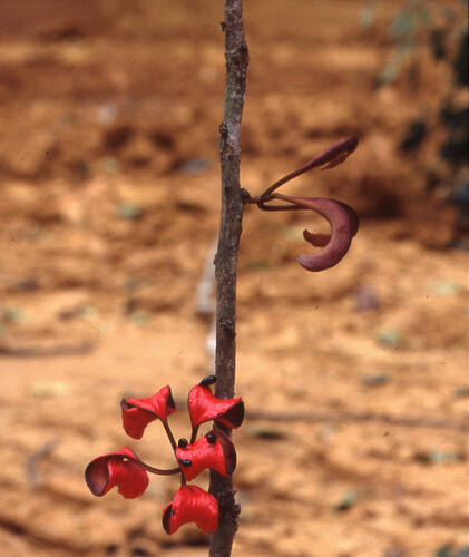 Cola digitata (Kola Nut) — photo